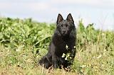 SCHIPPERKE 426